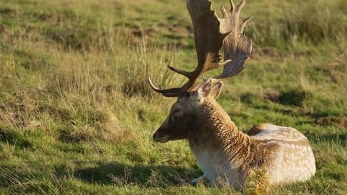 Damhirsch mit beeindruckendem Geweih ruht friedlich auf grasbewachsener Wiese