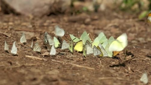 Group of Butterflies Gathered on the Ground