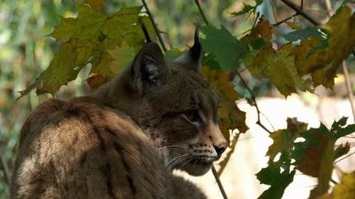 Eurasian Lynx and autumn leaves in background (scientific name Lynx lynx)