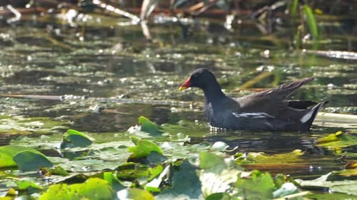 Common moorhen Looking for food among the swamp plants
