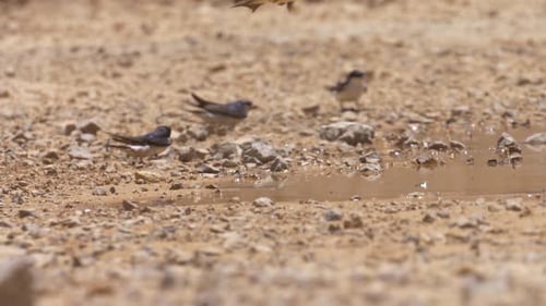 House martins collecting mud for nest building