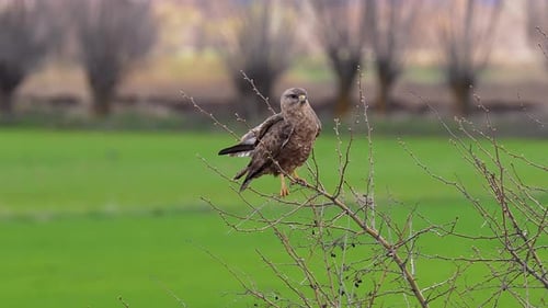 Common Buzzard Bird Perched on a Tree Branch