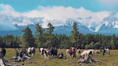 Pferdeherde weidet auf der Hochlandweide vor den atemberaubenden Gletscherbergen und der atemberaubenden Landschaft