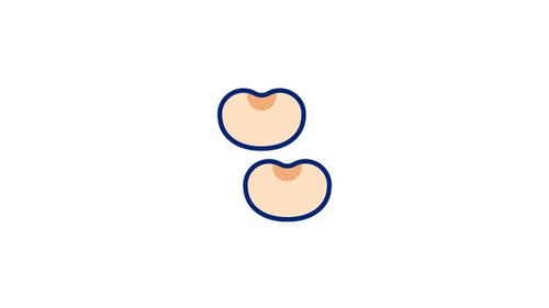 Animated Flat Design Kidney Beans Icon