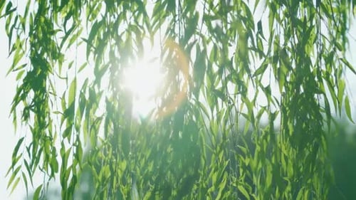 Weidenblätter, 4K-Aufnahme