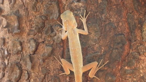Lizard Climbing Tree Trunk Close Up