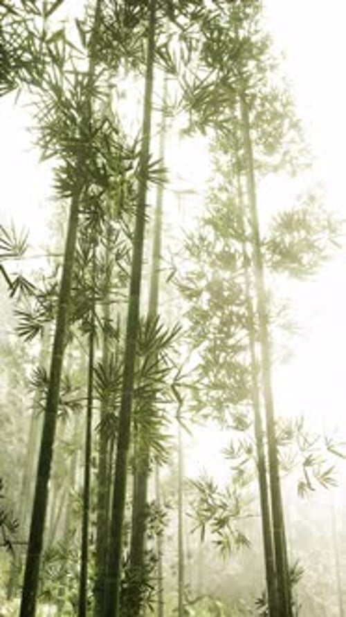 Towering Bamboo Trees in Forest Vertical