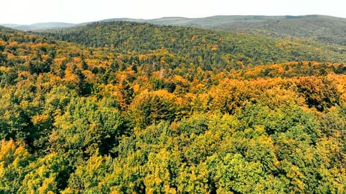 Aerial Flight Over the Amazing Nature and Landscape of the Autumn Forest