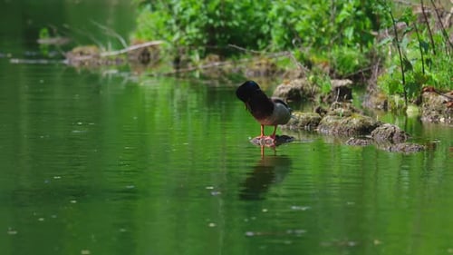Mallard Duck Standing on Rocks in a Pond