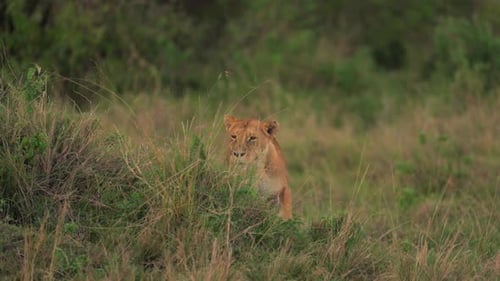 Lioness Walking Through Kenya Grassland
