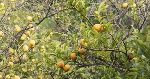 Camera initiating pan leftward from right revealing citrus branch fruit cluster showcasing orchard