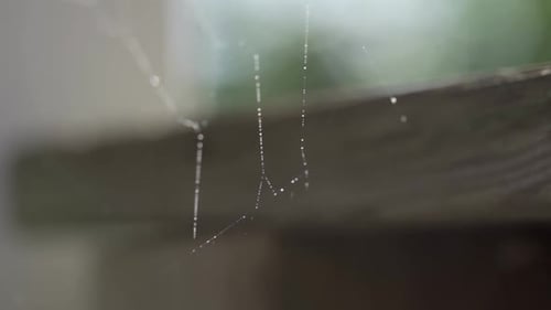 Macro Shot Of Condensation Sitting On A Spider Web In Outdoor Backyard Garden