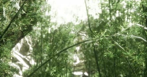 Lush Greenery Envelops a Tranquil Pathway in a Sunlit Forest