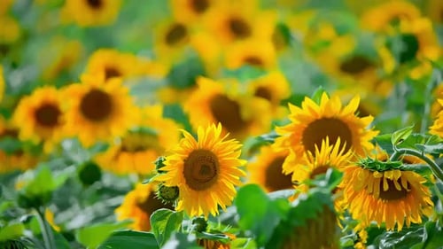 A Field of Sunflowers on a Summer Day