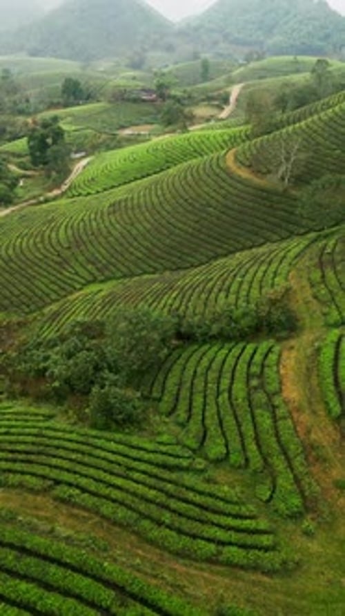 Vertical aerial view of Tea Fields Across Rolling Green Hills with Morning Haze in Northern Vietnam