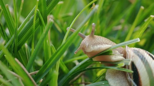 Gartenschnecke kriecht durch frisches grünes Gras, Nahaufnahme, Makro in natürlicher Umgebung im Freien