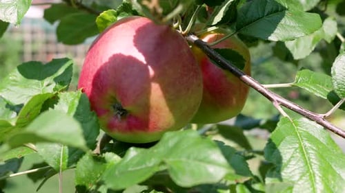Ripe Red Apples Hanging on Tree Branch