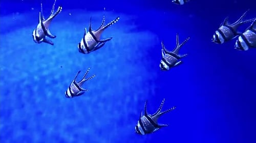 Exotic tropical Angelfish, Pterophyllum Scalare swim in blue water of aquarium with tree branches