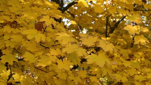 Bright Yellow Maple Leaves Swaying in Autumn