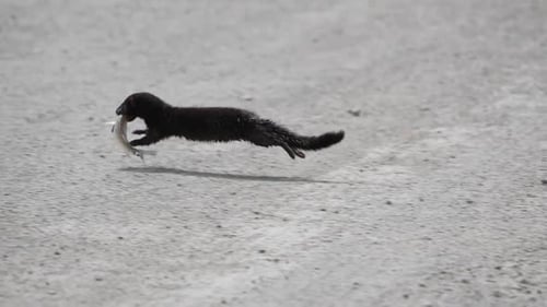 A mink with a fish in its mouth running and jumping into the rocks