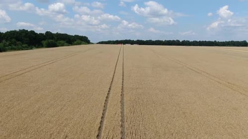 Aerial view on a massive wheat field in the summer, sunny day