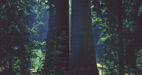 Tall Trees Standing Closely in a Serene Forest During Daylight