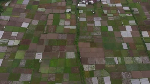 Aerial view of rice fields and village homes at sunrise, Indonesia.