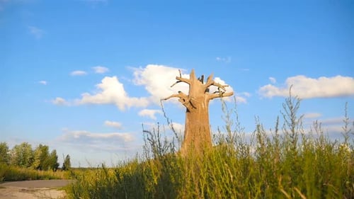Trockener Baum in der Mitte des Feldes