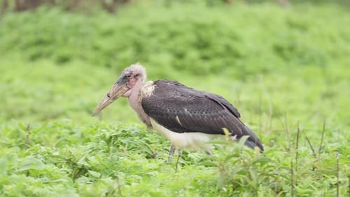 Slow Motion Marabou Stork in Tanzania in Serengeti National Park, Large African Bird Walking in Afri