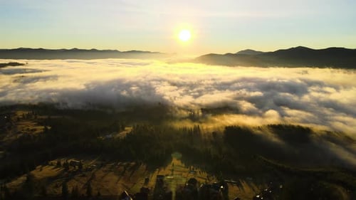 Aerial View of Dark Green Pine Trees in Spruce Forest with Sunrise Rays Shining Through Branches in