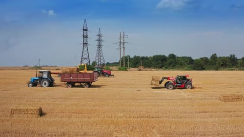 Golden agricultural golden combine harvesting. Farm aerial harvesting by combine.