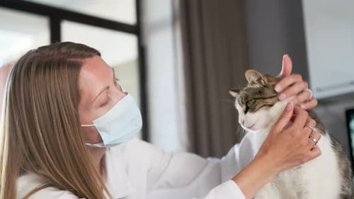Professional veterinarian woman blonde in medical mask stroking furry cat examining pet