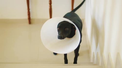 Dog Wearing a Protective Cone Standing on Stairs