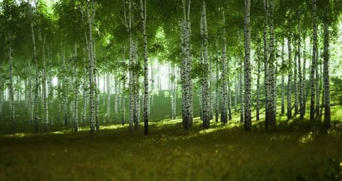 Sunlight Filtering Through Green Birch Trees in a Peaceful Forest