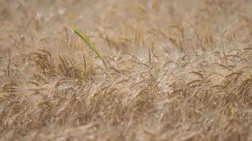A close-up view of the field of golden ripe wheat in rural Norway.