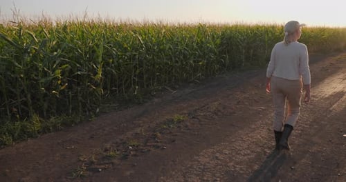 Middleaged Woman Farmer Walks Beside a Cornfield in the Golden Light of a Warm Summer Evening