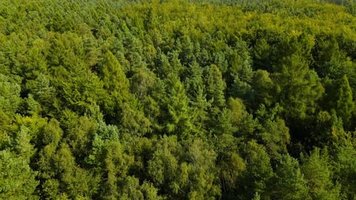Aerial Drone Shot Over Forest, Cinematic View Flying Over Green Forest, Gdynia Poland,