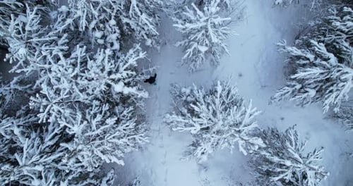 Aerial View of a Man Walking Among Snowcovered Pine Trees in a Winter Forest