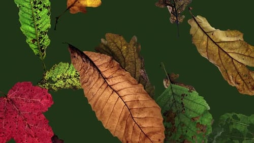 Natural Autumn Leaves Falling Transition