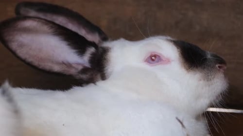 Resting White Rabbit with Black Markings Close-Up