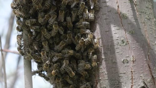 Bees on a tree trunk in a bee swarm.