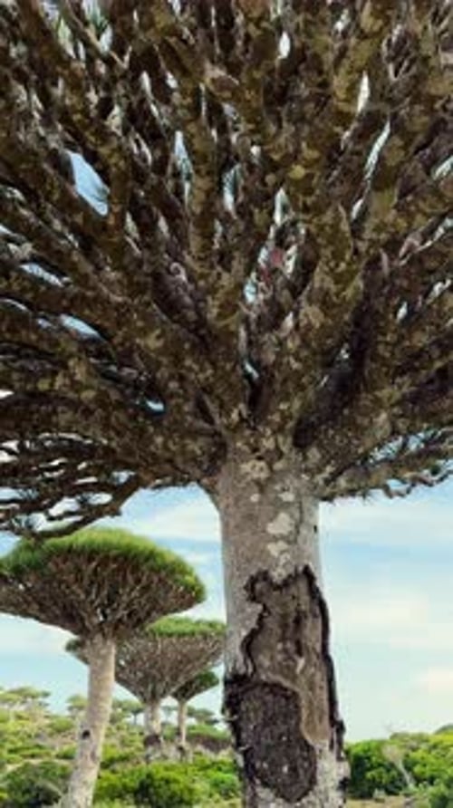 Découvrez les magnifiques arbres au sang de dragon uniques dans le ciel majestueux de l'île de Soqotra