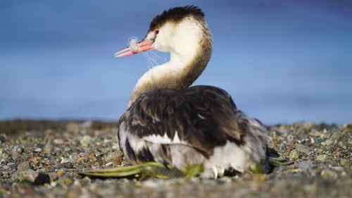 Great Crested Grebe