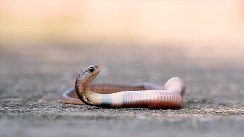 Small Cobra Resting in Neutral Environment
