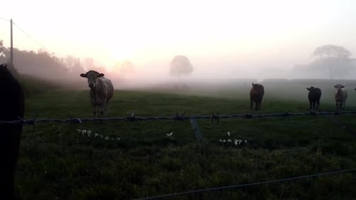 Cattle Graze in Foggy Sunrise Pasture