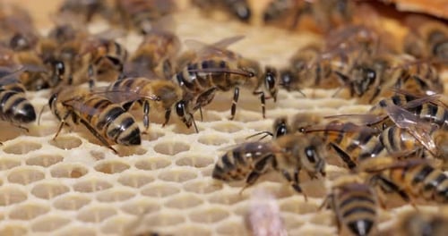 Honigbienen arbeiten an einer Wabennahaufnahme. Bienen sind den Menschen vor allem für ihre Ökologie bekannt