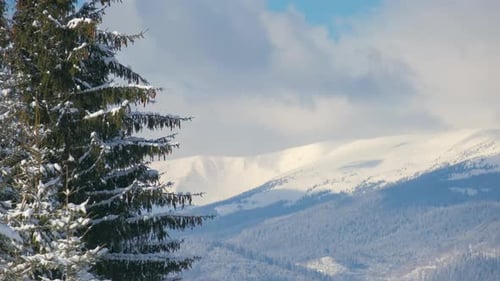 Closeup of Pine Tree Branches Covered with Fresh Fallen Snow in Winter Mountain Forest on Cold