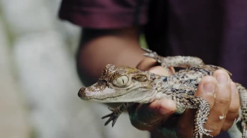 Baby Caiman Held in Hand Close-Up - Amazonas, Colombia