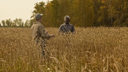 Two Farmers in Tall Wheat Field Discussing Crop Health