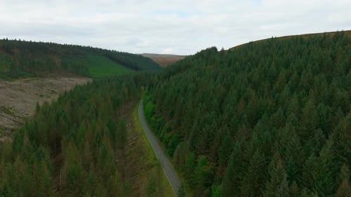 Empty Mountain Road Winding Through Thick Evergreen Forest Lonely Scenic Route Curving Between Pine